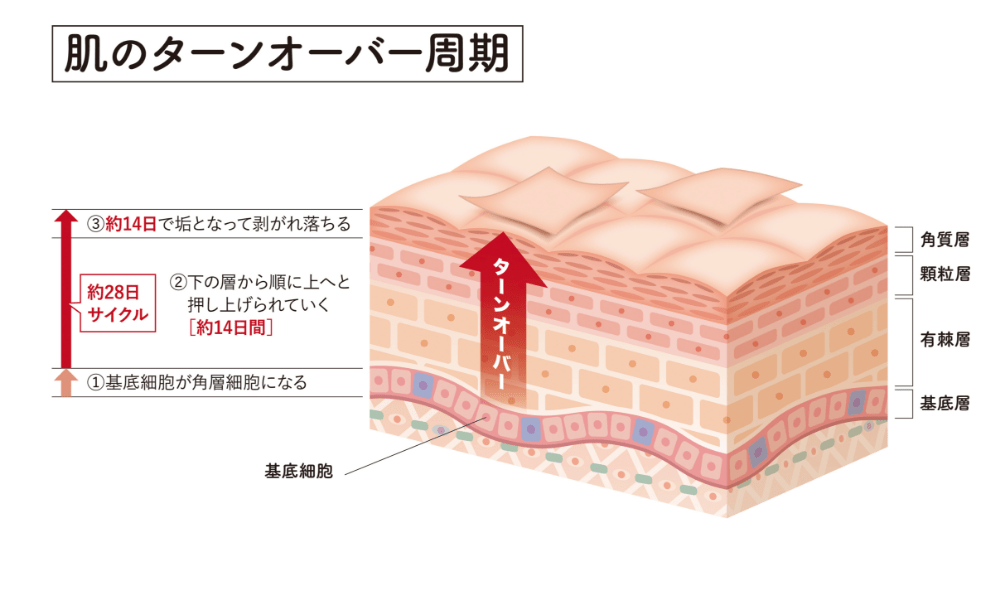肌のターンオーバー周期